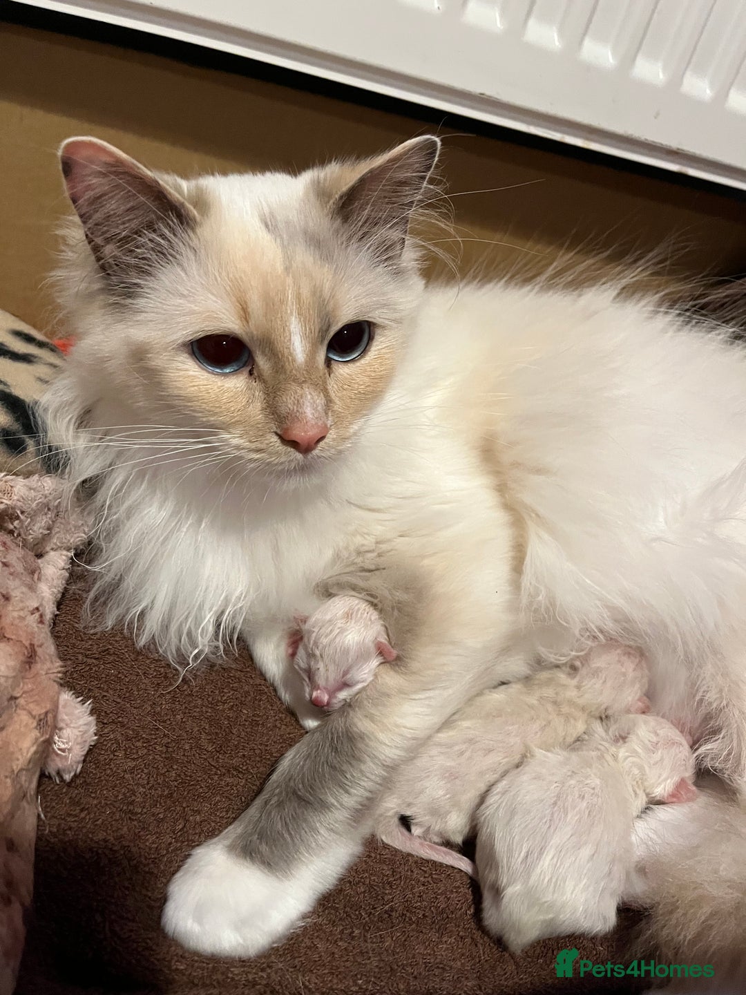Ragdoll cats for sale: BEAUTIFUL GCCF REGISTERED RAGDOLL KITTENS 💖 - Image 10