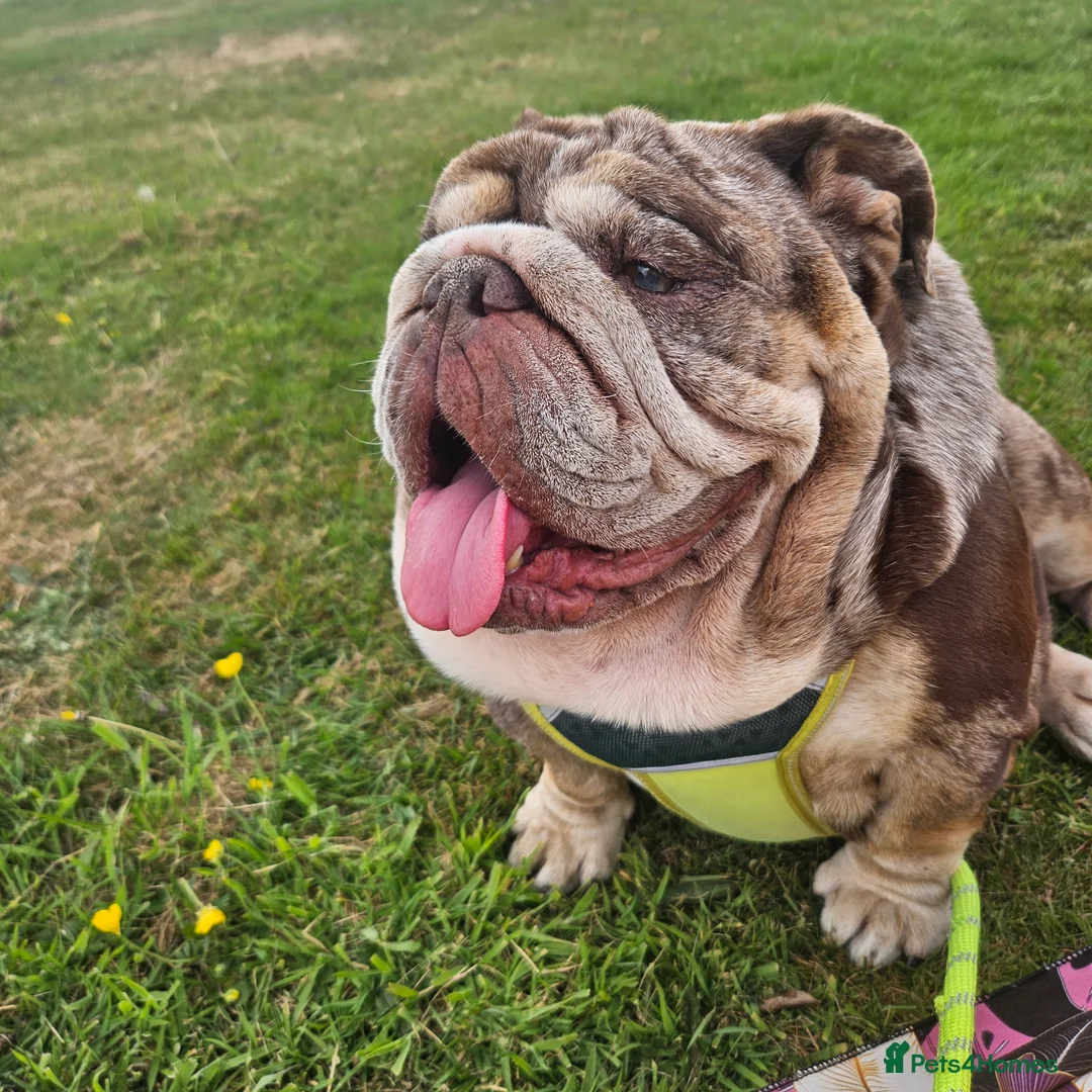 English Bulldog dogs for sale: Stunning Chocolate Merle Female English Bulldog - Advert 9