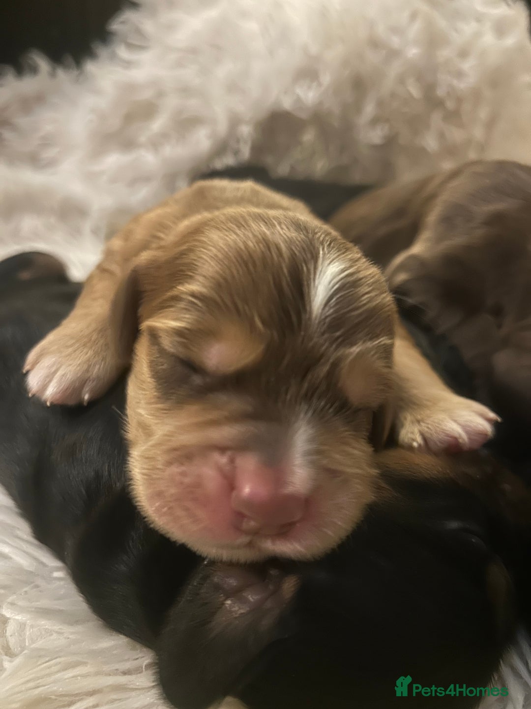 Cocker Spaniel dogs for sale: Cocker spaniel puppies - Image 24