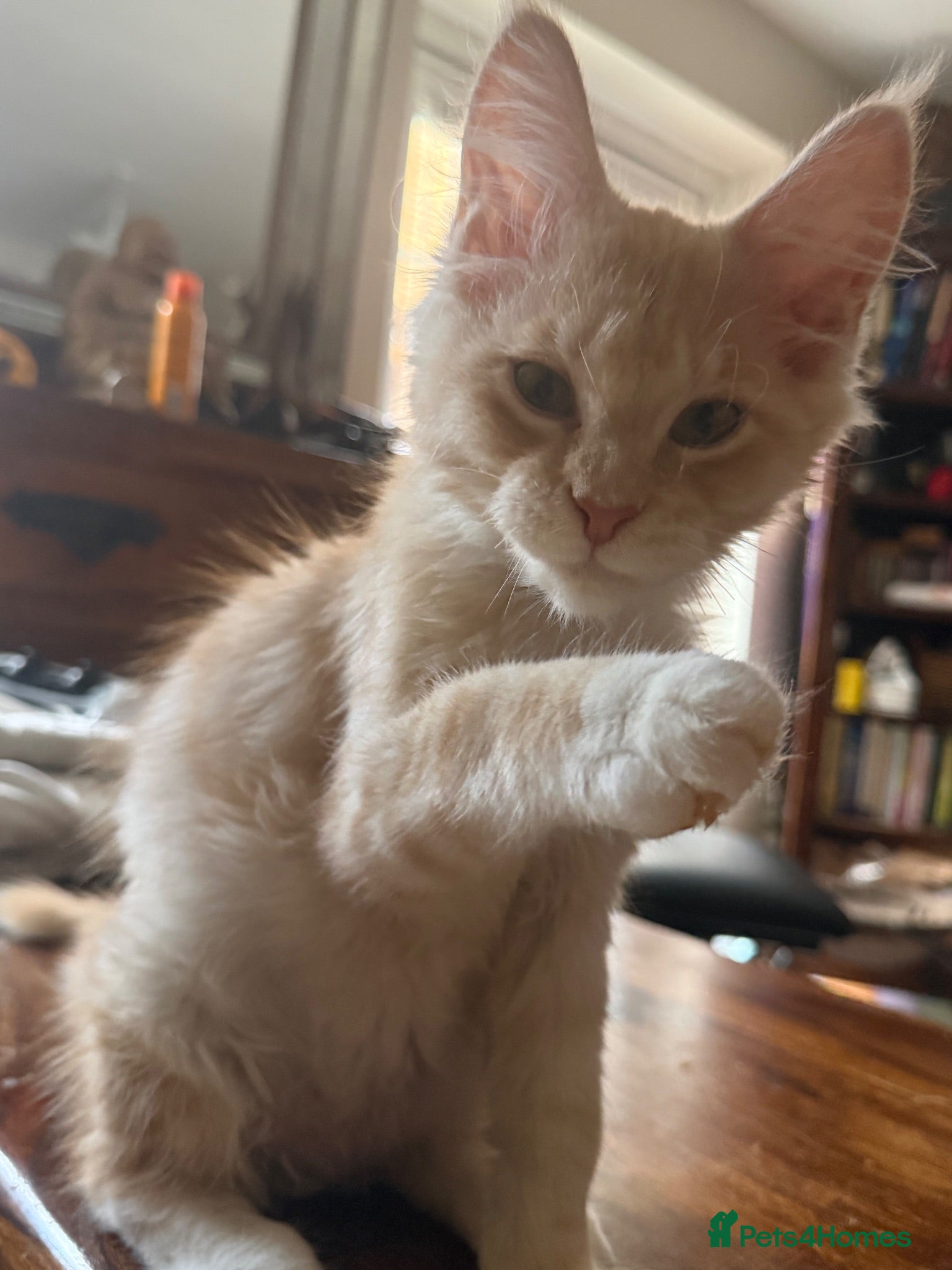 Maine Coon cats TICA Reg Maine Coon Kitten only one Red boy left  - Advert 9