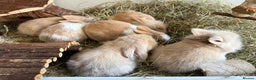 Mixed Breed rabbits for sale: Beautiful friendly baby bunnies ready in 4 weeks  - Advert 1