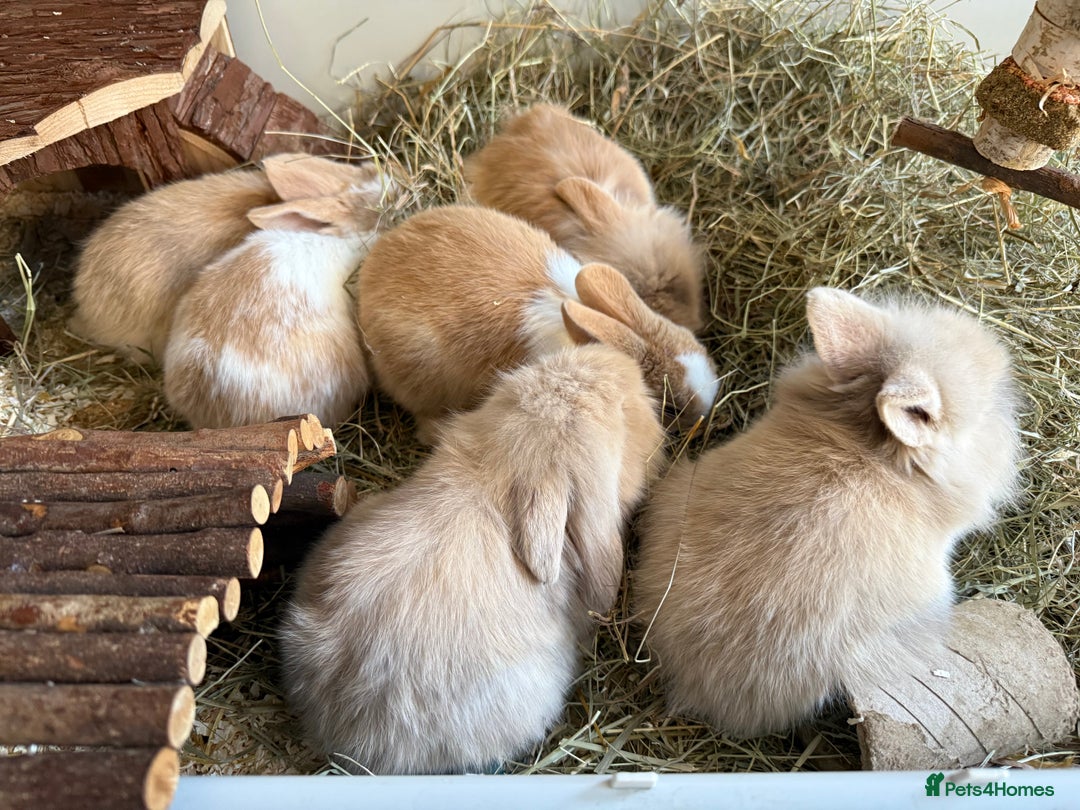 Mixed Breed rabbits for sale: Beautiful friendly baby bunnies ready in 4 weeks  - Advert 1