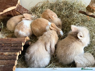 Mixed Breed rabbits Beautiful friendly baby bunnies ready in 4 weeks - Advert 15