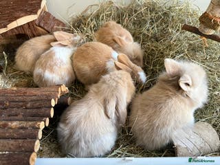 Mixed Breed rabbits Beautiful friendly baby bunnies ready in 4 weeks - Advert 9