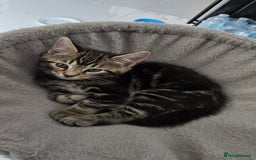 Bengal cats for sale: Bengal Mix - Advert 5