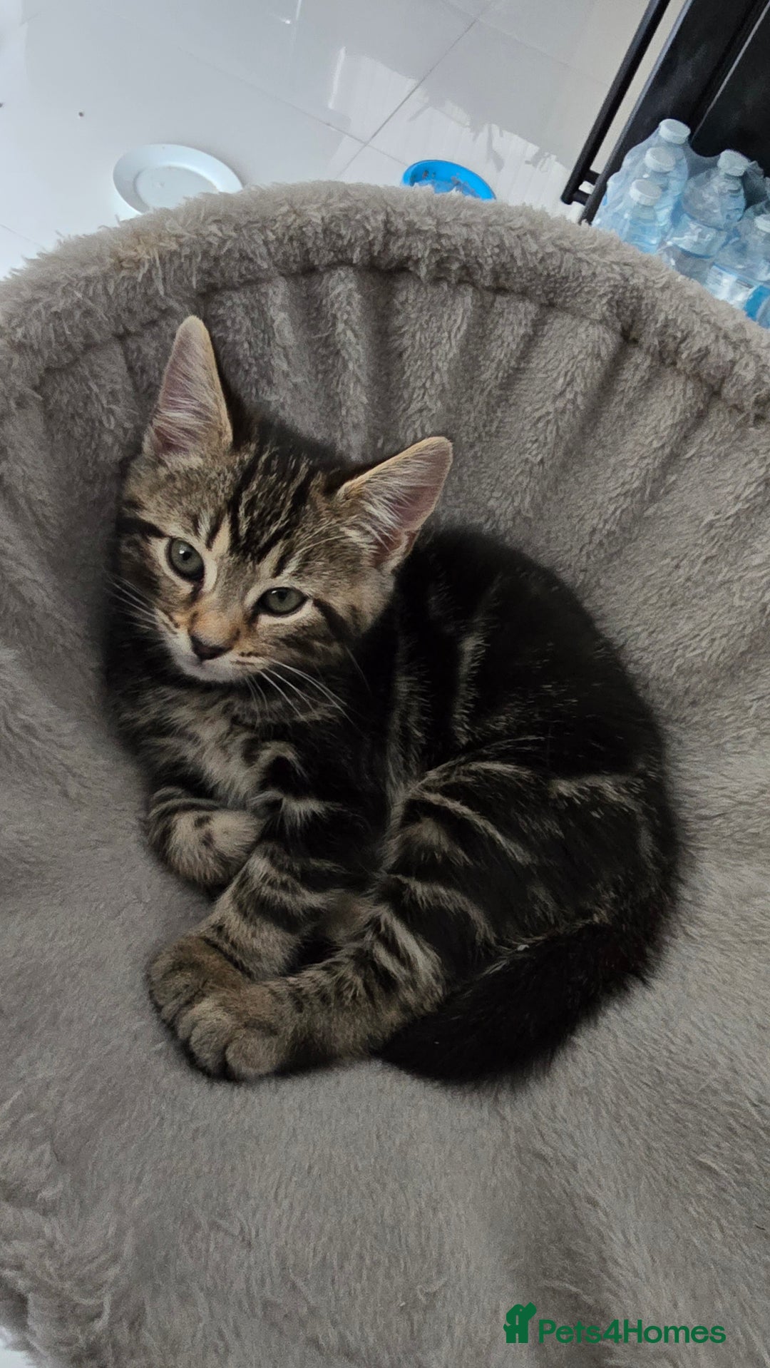 Bengal cats for sale: Bengal Mix - Advert 5