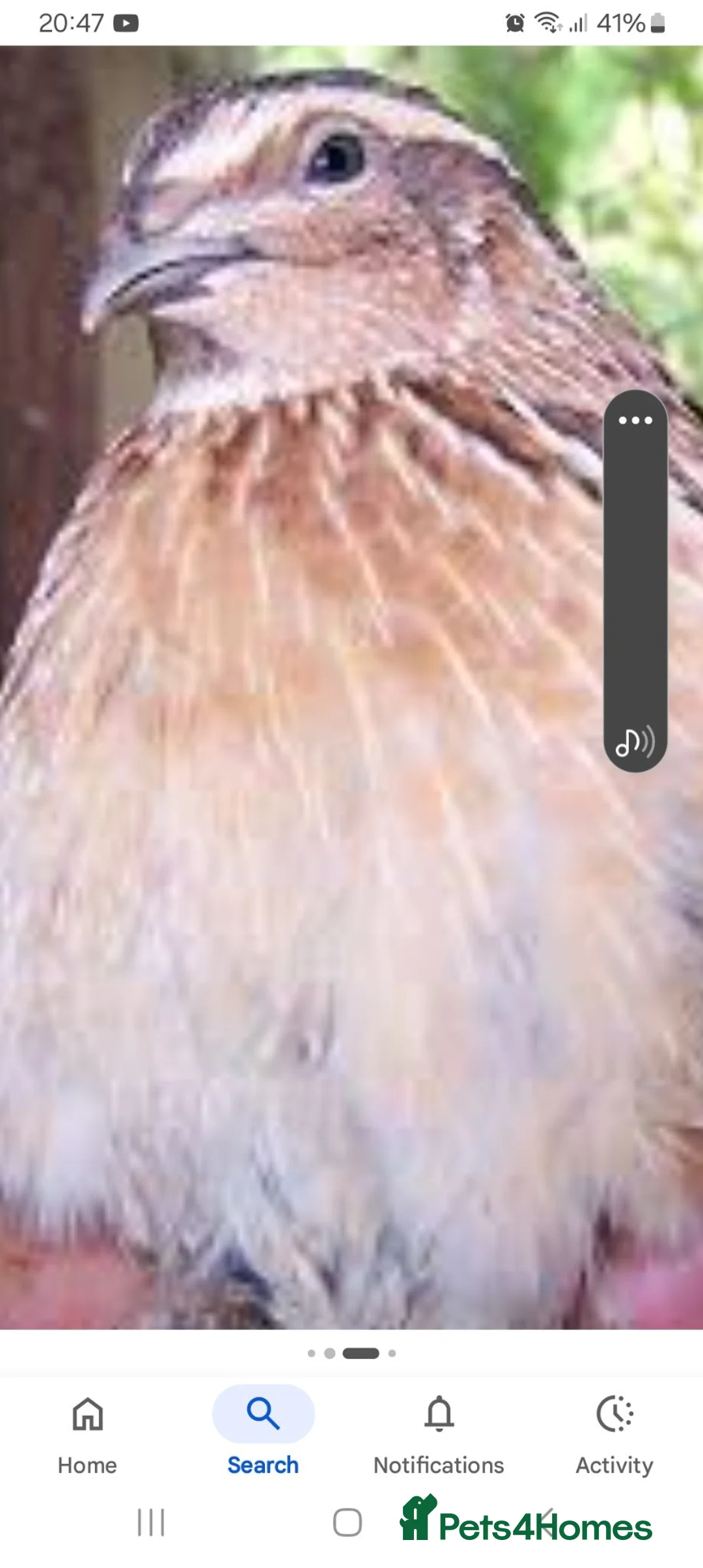 Quail poultry for sale: Male Coturnix Quails for sale  in Nottingham - Advert 3