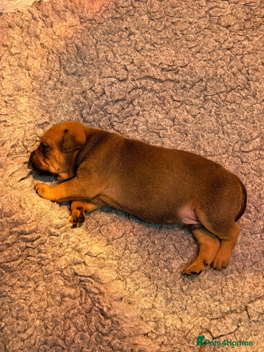 Mixed Breed dogs for sale: Jack x frenchie - Advert 9