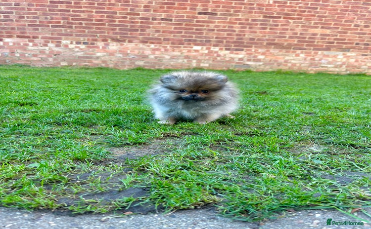 Pomeranian dogs Mini Boy🐻Teddy Bear Face🏆Champion Lines - Advert 16