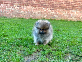 Pomeranian dogs Mini Boy🐻Teddy Bear Face🏆Champion Lines - Advert 11