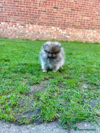 Pomeranian dogs Mini Boy🐻Teddy Bear Face🏆Champion Lines - Advert 16