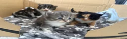 Mixed Breed cats for sale: 🐾 3 fluffy kittens looking for forever homes🐾 - Advert 5