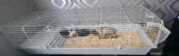 Guinea Pig rodents for sale: 2 stunning guinea pigs (with cage) - Advert 5