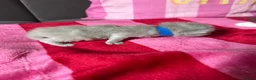 British Shorthair cats for sale: Champion Line British Shorthair Kittens 😻🥇🏆🐾 - Advert 21