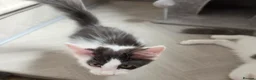 Maine Coon cats for sale: TICA REGISTERED STUNNING KITTENS  - Advert 20