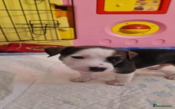 Mixed Breed dogs for sale: Stunning litter of 8 - Image 24