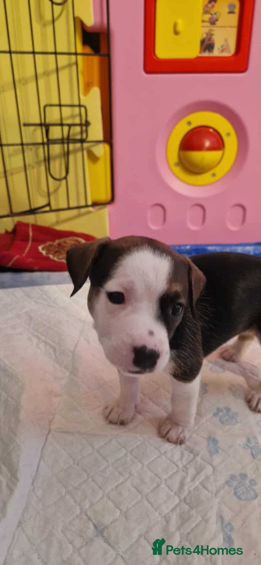 Mixed Breed dogs for sale: Stunning litter of 8 - Image 24