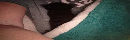 Mixed Breed cats for sale: 6 black kittens  - Advert 9