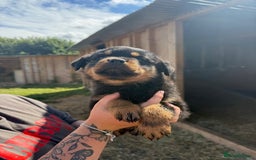 Rottweiler dogs for sale: beautiful pedigree rottweilers  - Image 36
