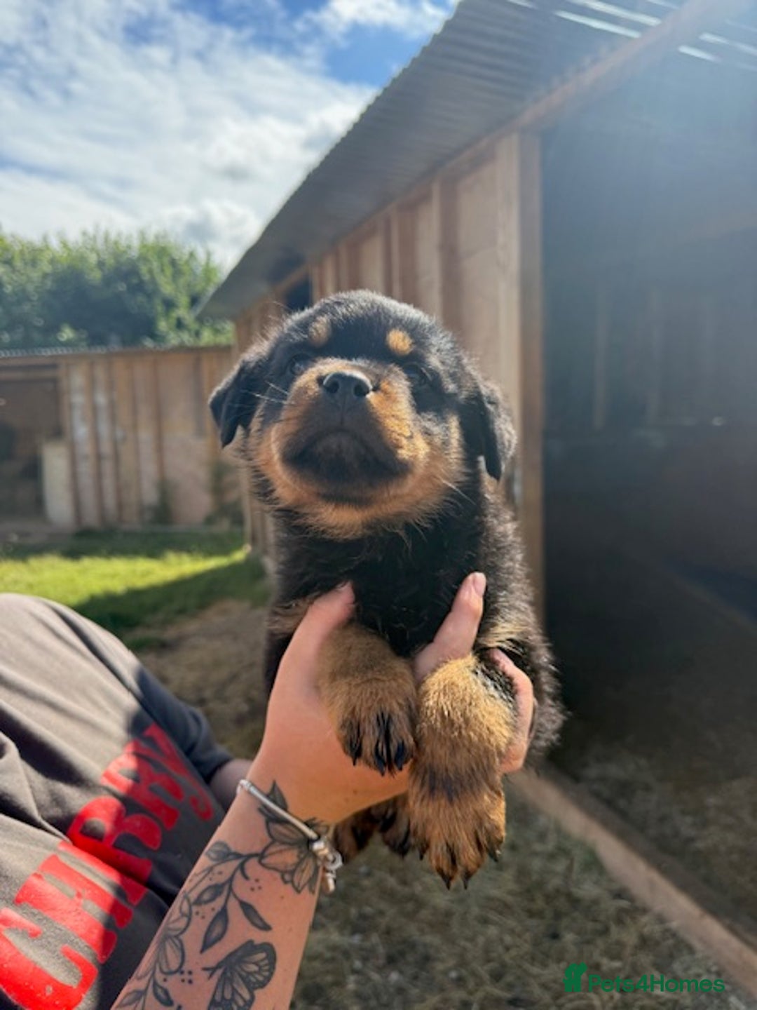 Rottweiler dogs for sale: beautiful pedigree rottweilers  - Image 36