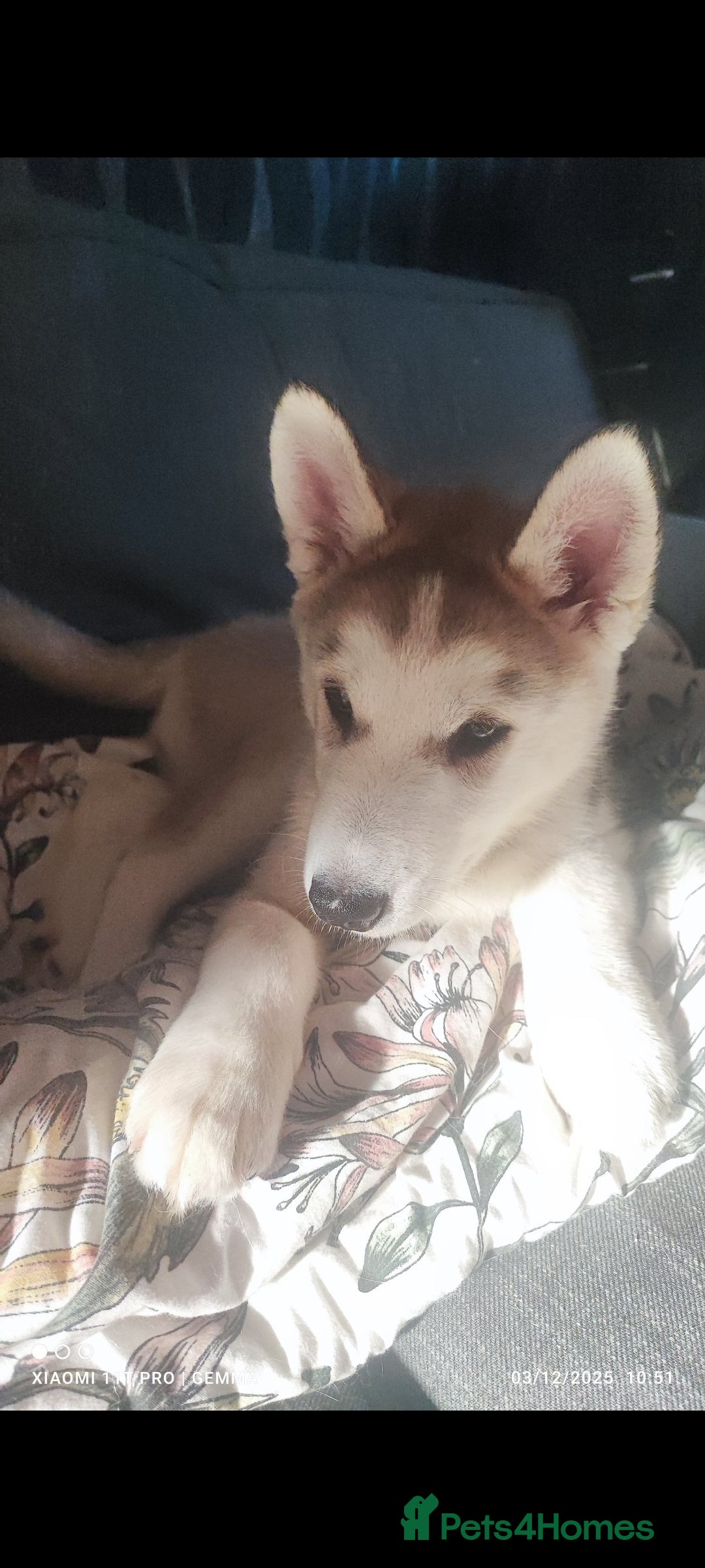 Utonagan dogs for sale: Maliky/ huskymute puppies  - Advert 17