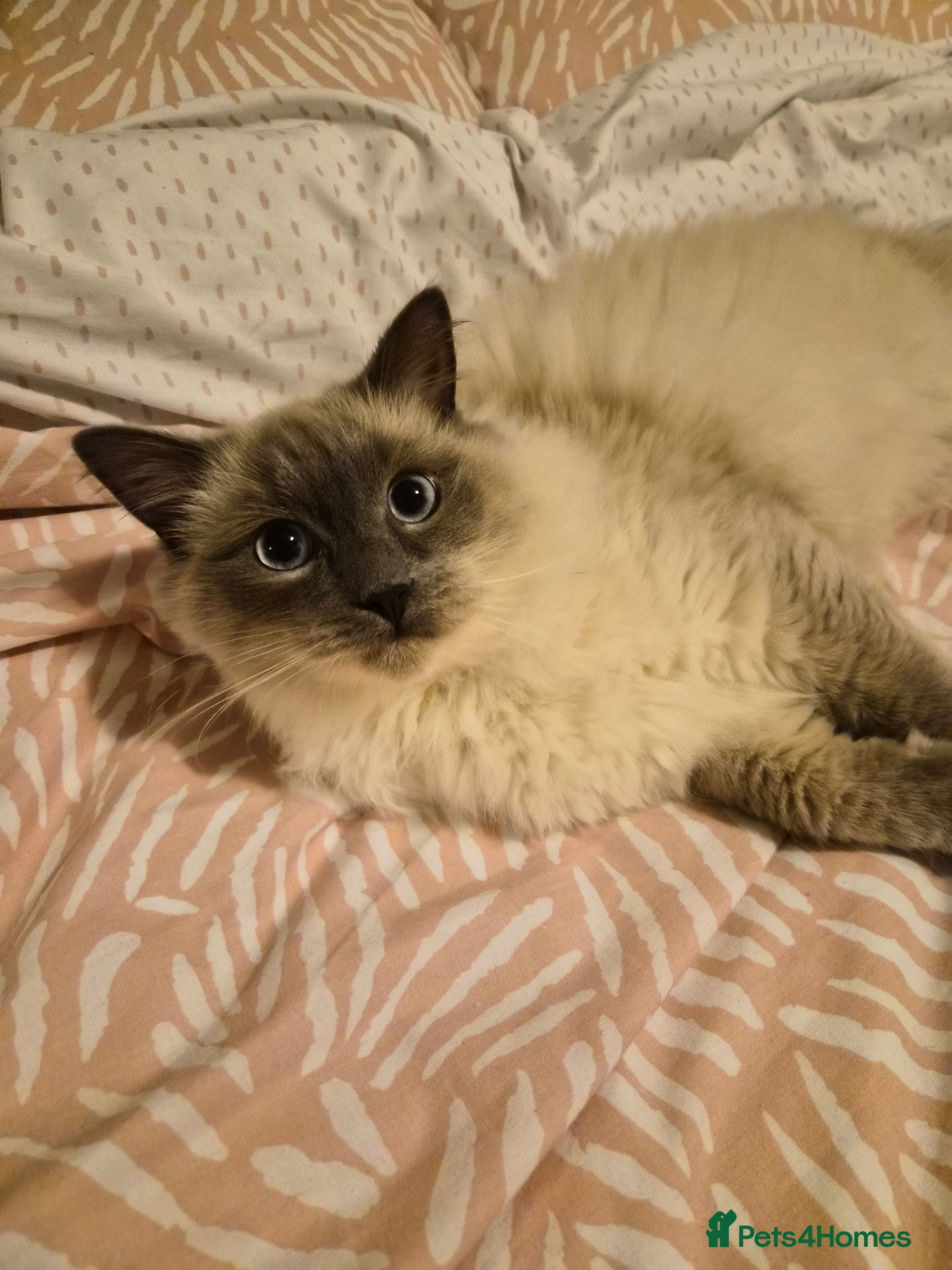 Ragdoll cats Gorgeous ragdoll kitten 😻 - Advert 1
