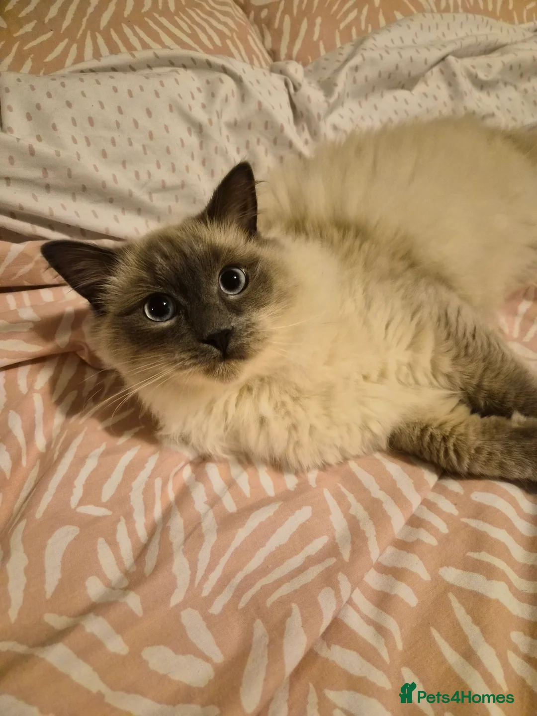 Ragdoll cats for sale: Gorgeous ragdoll kitten 😻 - Advert 1