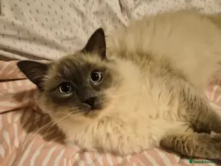 Ragdoll cats Gorgeous ragdoll kitten 😻 - Advert 7