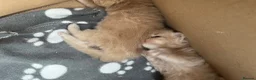 Maine Coon cats for sale: Stunning Maine coons - Advert 6