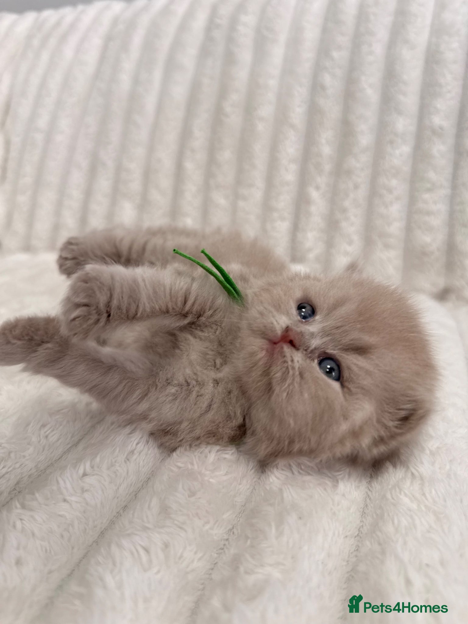 British Shorthair cats British Shorthair Kittens | Pet Homes Only 🤍 - Advert 6