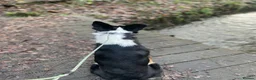 Border Collie dogs for sale: Border Collie For Sale in Wirral - Advert 9