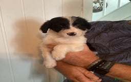 Mixed Breed dogs for sale: Cockerpoo x bordercollie puppies - Image 1