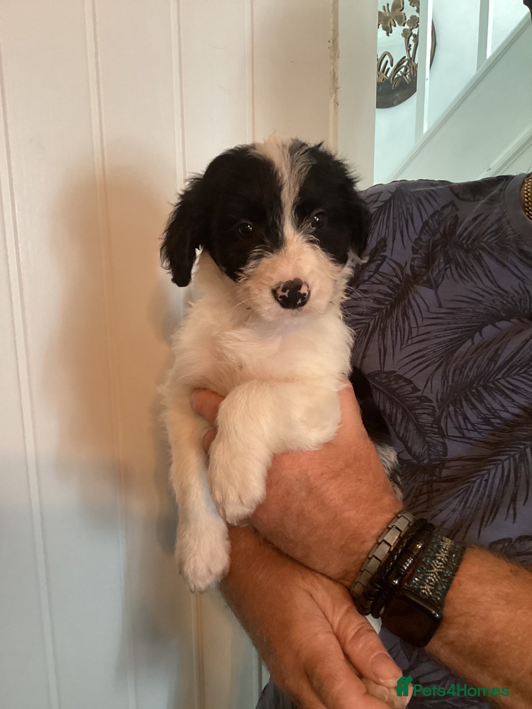 Mixed Breed dogs for sale: Cockerpoo x bordercollie puppies - Image 1