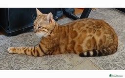 Bengal cats for sale: Stunning Bengal Pedigree female cat - Image 2