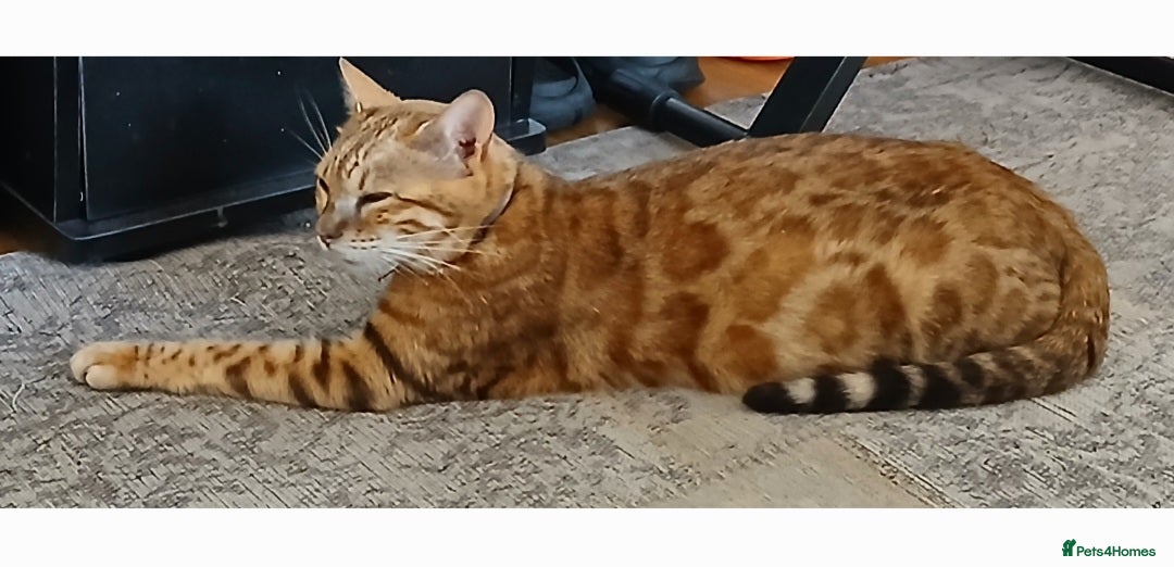 Bengal cats for sale: Stunning Bengal Pedigree female cat - Image 2
