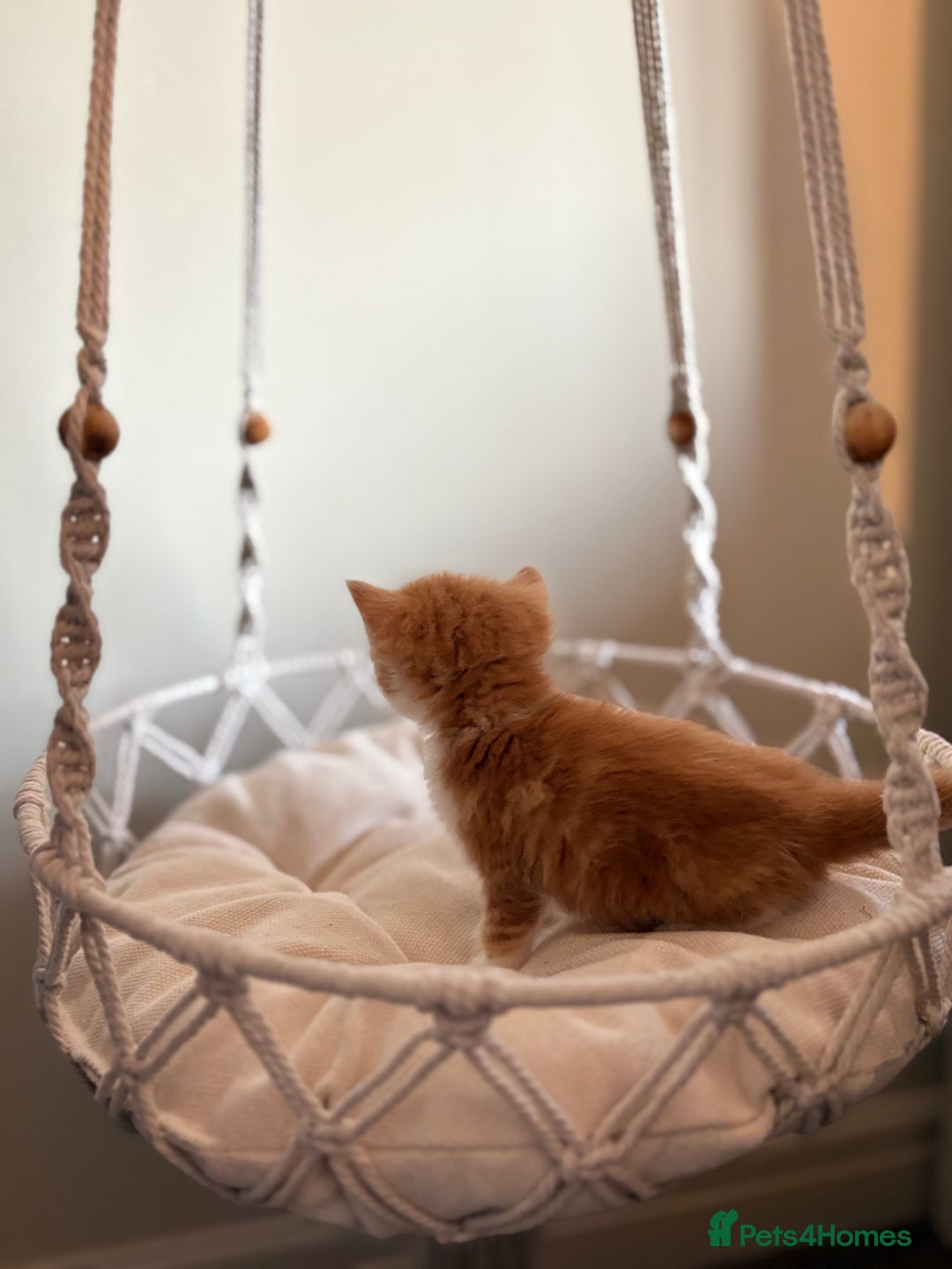 Persian cats for sale: Exotic Persians - Image 17