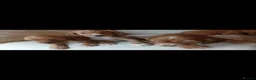 Cocker Spaniel dogs for sale: Cocker spaniel puppies in Middlesbrough - Advert 13