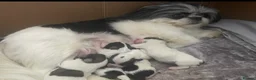 Shih Tzu dogs for sale: Beautiful imperial Shih Tzu puppies - Advert 8