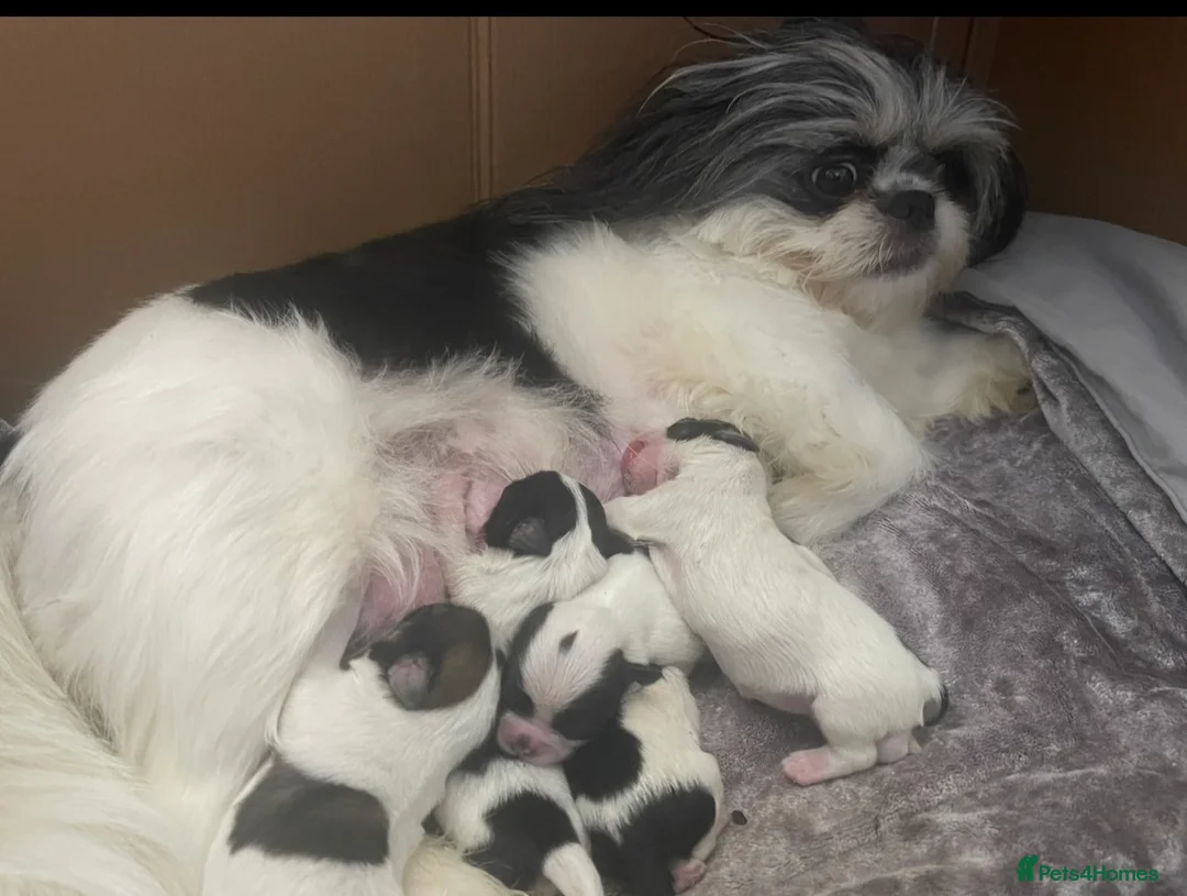Shih Tzu dogs for sale: Beautiful imperial Shih Tzu puppies - Advert 8
