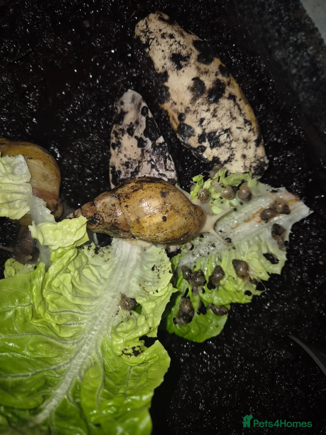 Snails invertebrates for sale: Baby african land snails - Advert 1