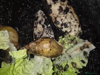 Snails invertebrates Baby african land snails - Advert 6