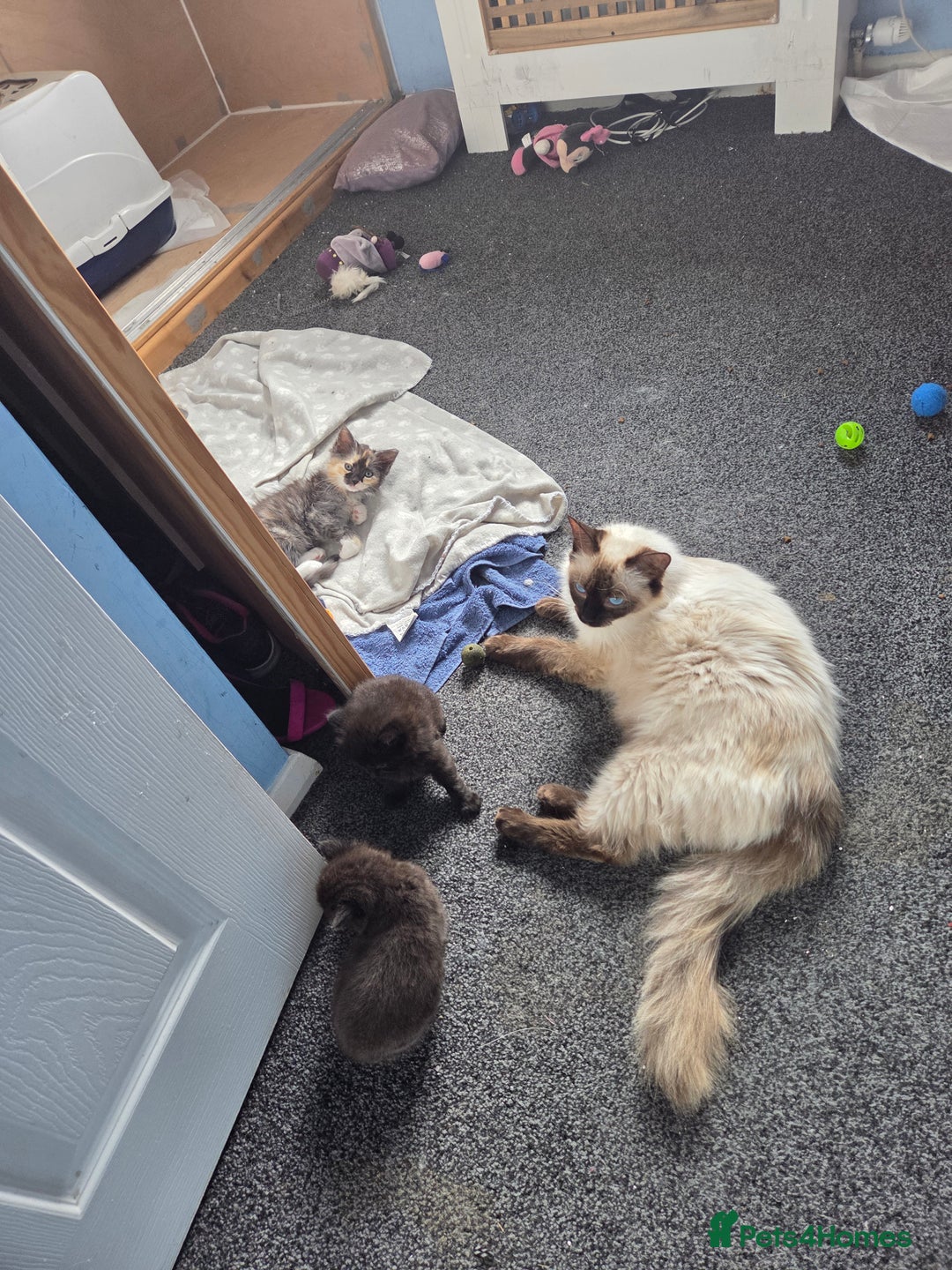 Ragdoll cats for sale: Ragdoll kitten female looking for forever home - Image 2