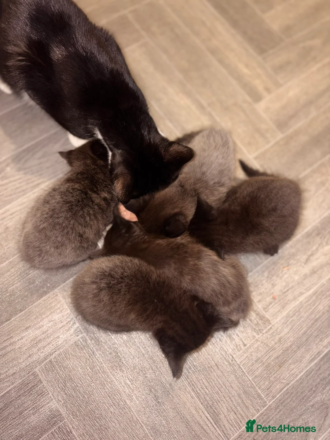 Mixed Breed cats for sale: Black and silver kittens  - Advert 12