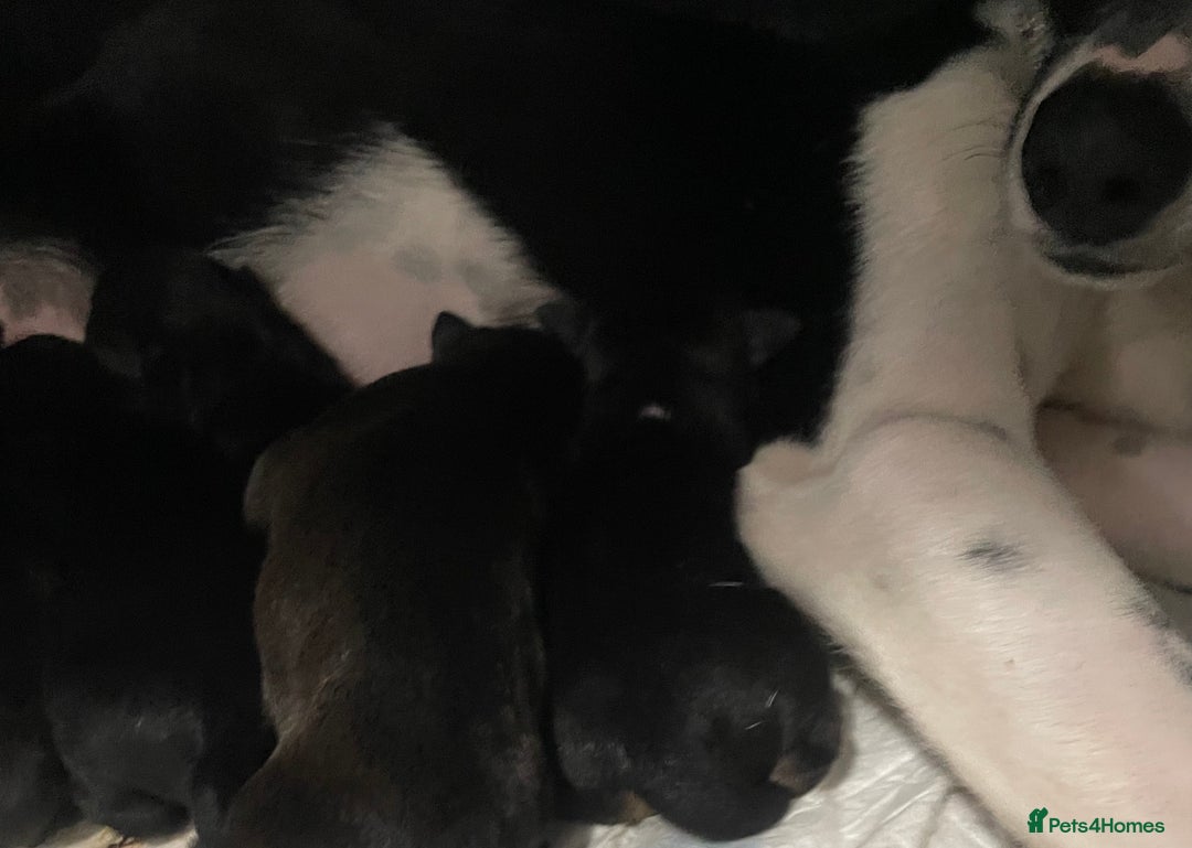Mixed Breed dogs for sale: Bodeguero Andaluz x French Bulldog Puppies  - Advert 9