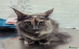 Maine Coon cats for sale: Silver smoke female main coon  - Image 1