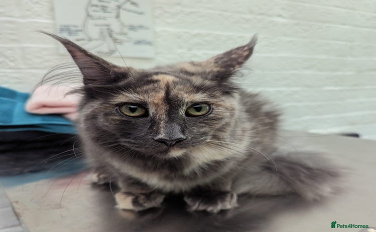 Maine Coon cats for sale - Advert 1