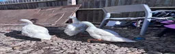 Ducks poultry for sale: Indian runner ducks - Advert 4