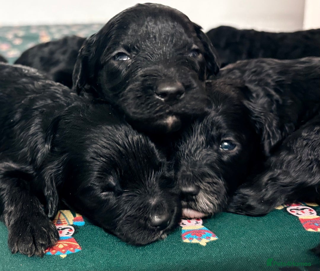 Cavapoochon dogs for sale: Rare Cavapoochons Home Raised PRA clear - Advert 24