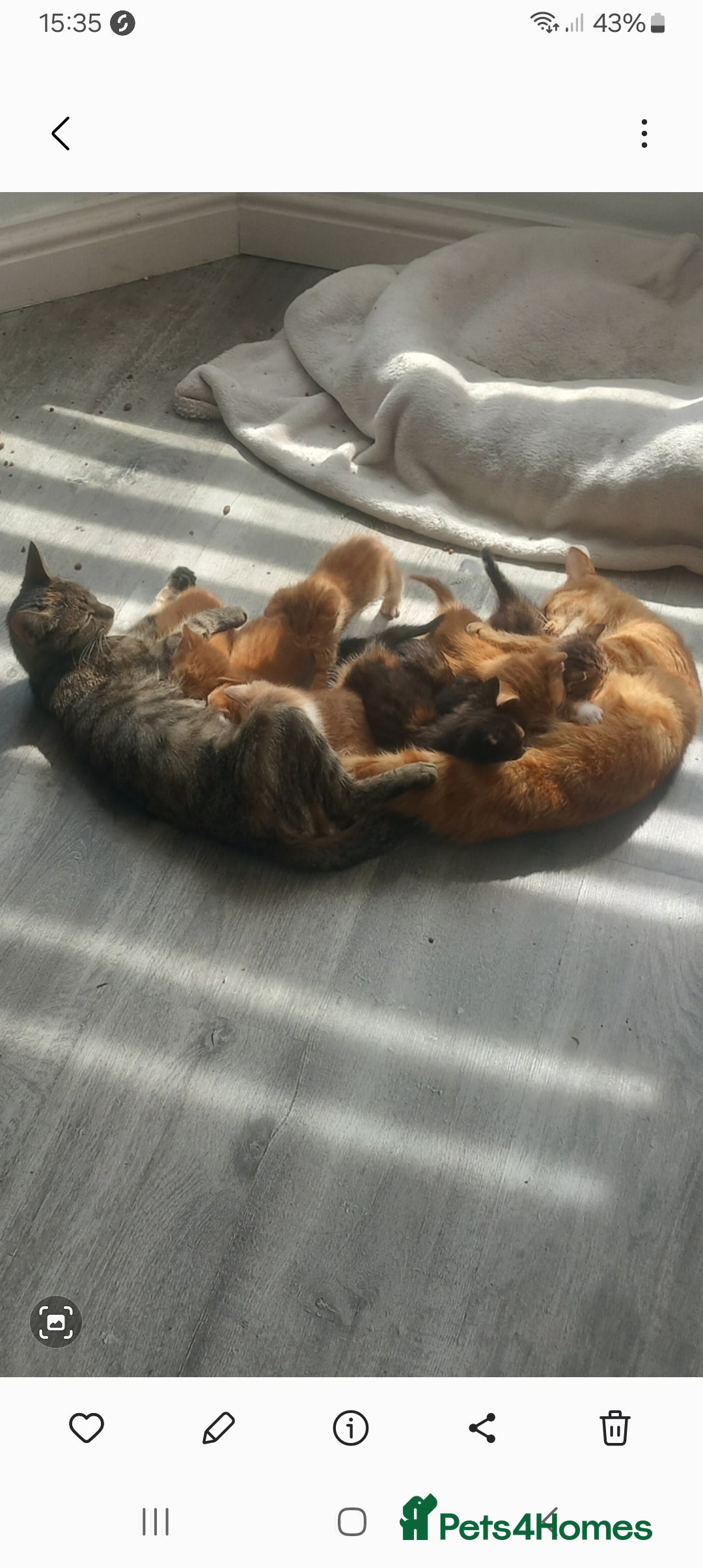 Mixed Breed cats for sale: 3 bengal half tabby.And 4 tabby half ragdol.  - Image 2