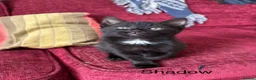 Mixed Breed cats for sale: Adorabile black and white kittens in Southampton - Advert 5